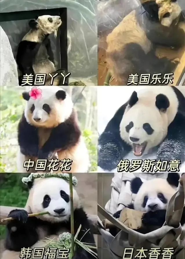 多少人关注丫丫,现在有多少人在关注丫丫