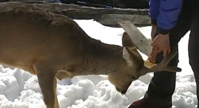 吉林男子救助傻狍子,吉林男子救助动物
