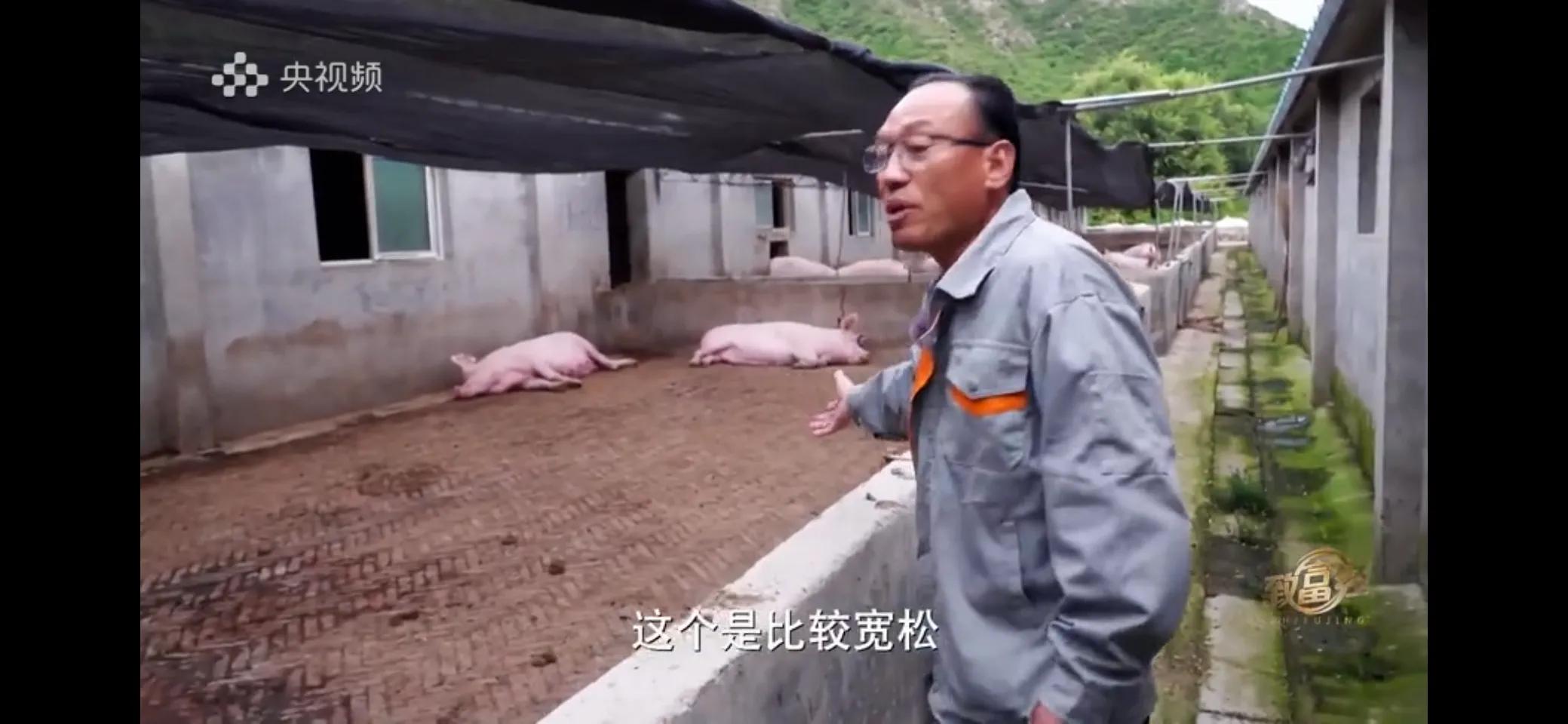 小伙子养猪5年后挣钱5多亿,农村小伙养猪赚过亿