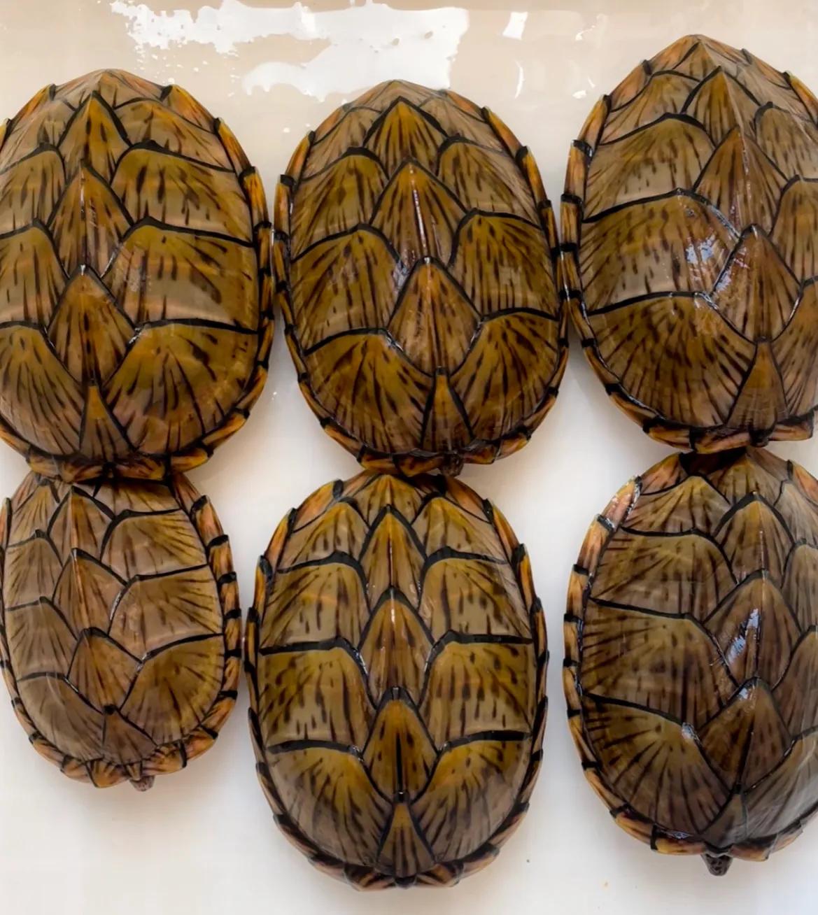 乌龟好看好玩又好养的蛋龟,最值得养的蛋龟品种