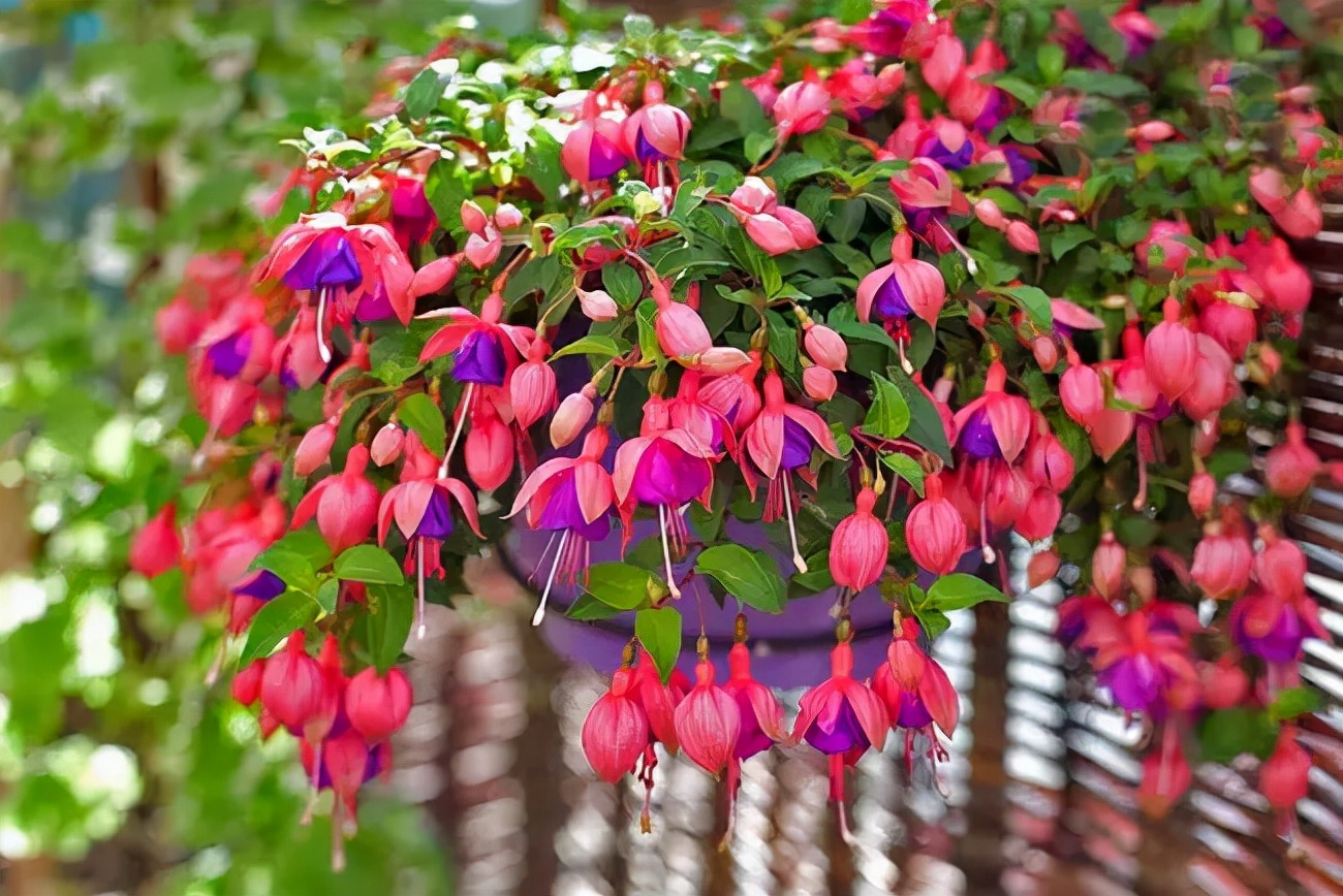 适合新手养的花春天,5种坑人的花你知道有哪些