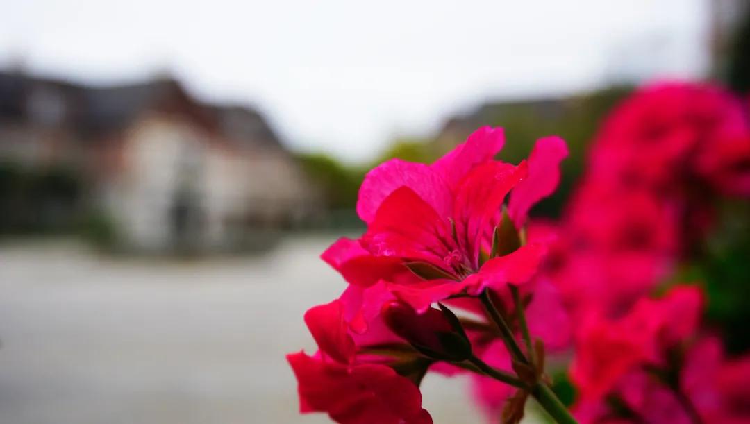 生茂丨走进西航，带你看四川最美校园