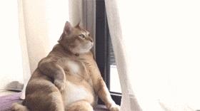 猫咪的4个特点养猫的朋友们须知 (猫咪小知识养猫更放心)