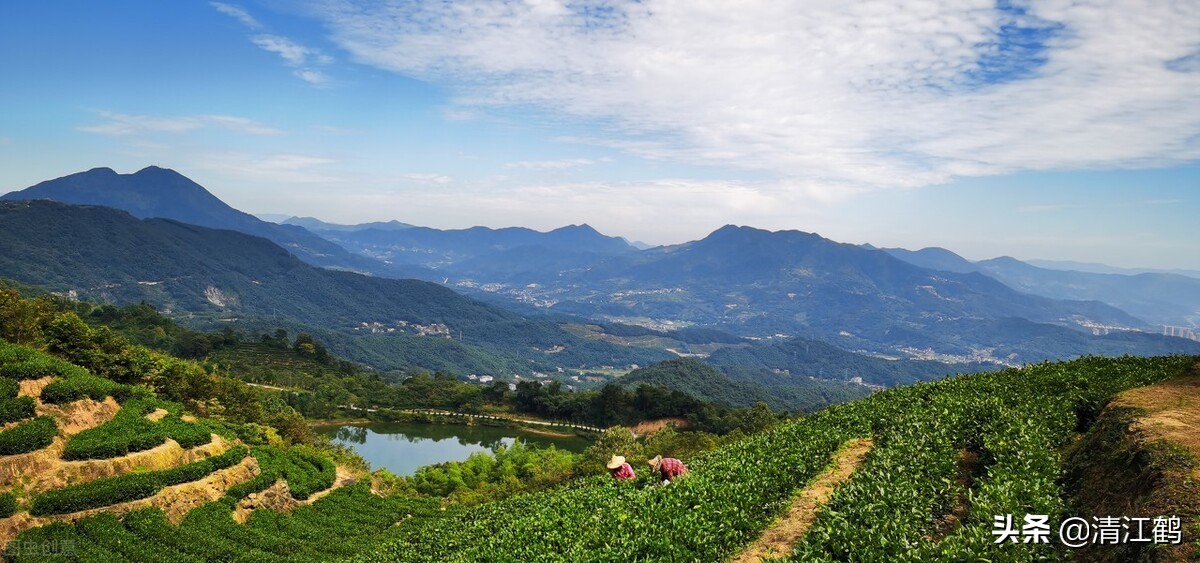 如何挑选小青柑茶叶的好坏视频,青茶的代表茶类有哪些