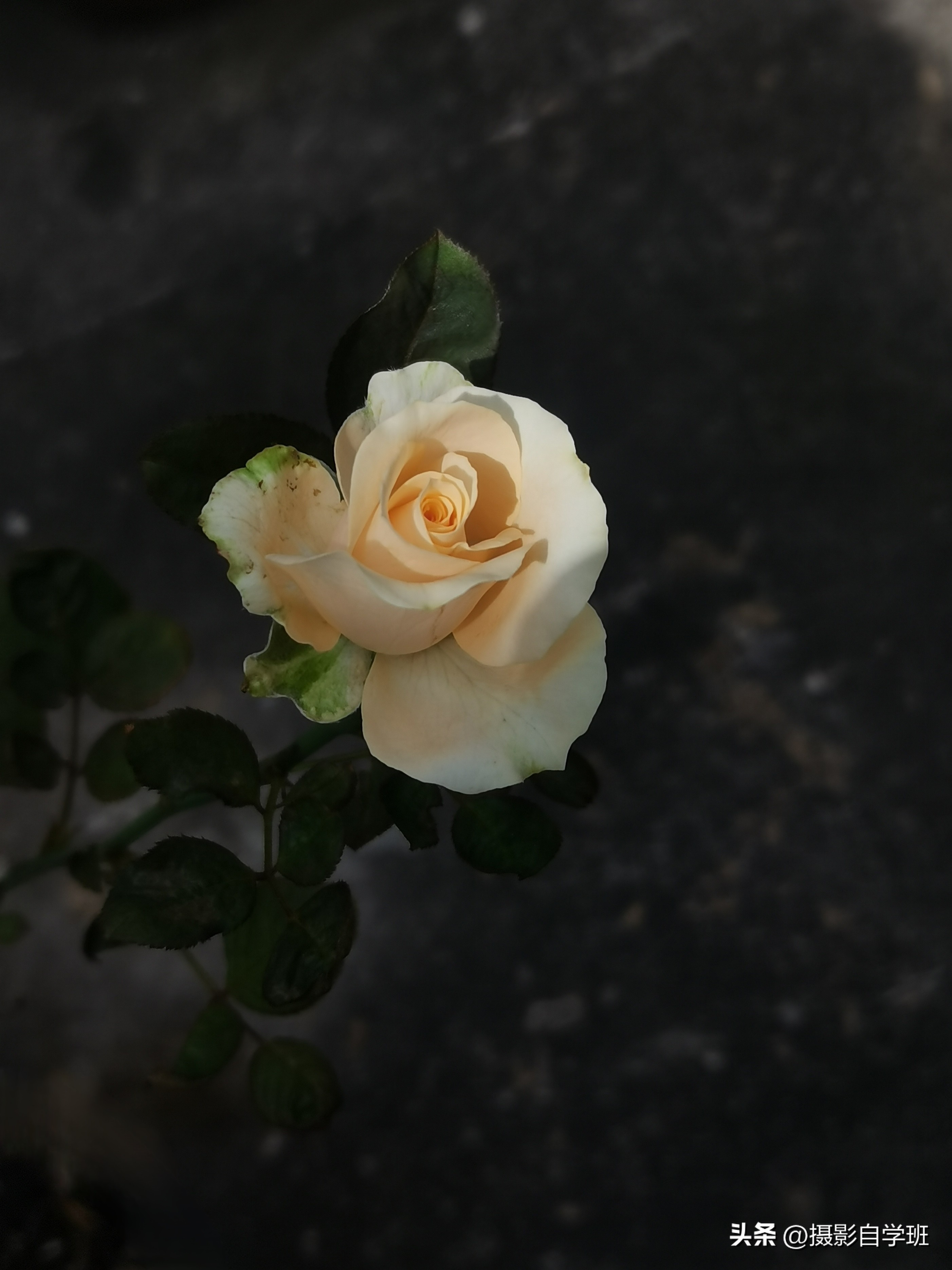 第二十一届摄影作品征稿,摄友投稿图片