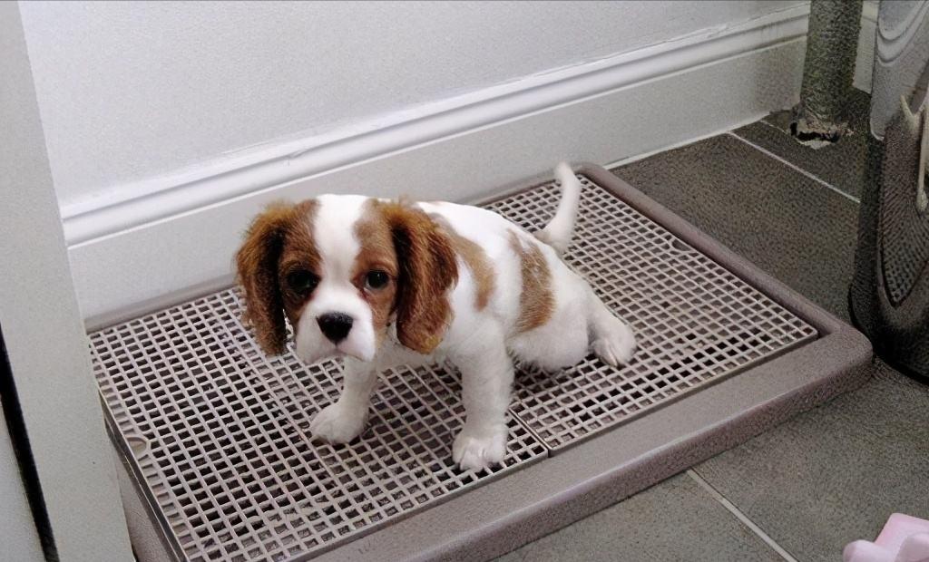 宠物店卖不了的狗去哪了,宠物店卖狗归哪个部门处理