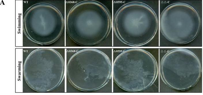 蛋白质组学基因组学转录组学,蛋白质组学在肿瘤的应用