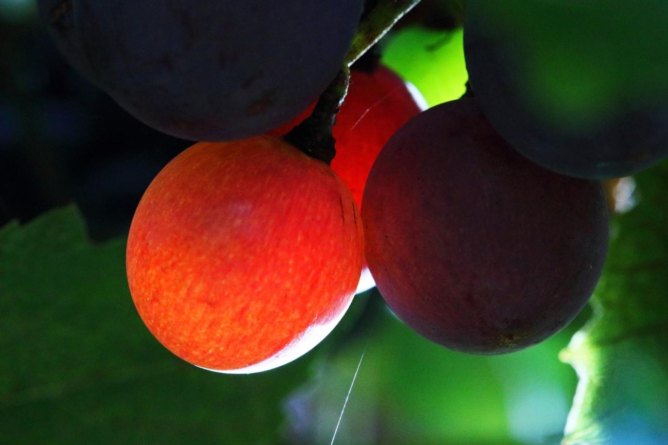 小学基础英语词汇大全人教版,小学英语1600词汇详解