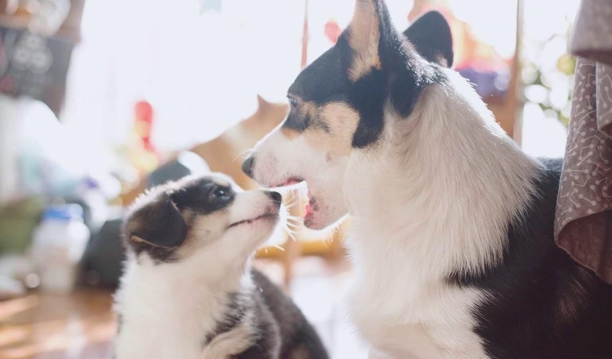 狗狗泌尿道疾病症状,狗狗妇科疾病预防