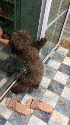 泰迪恐惧心理怎么训练,泰迪害怕的惩罚是什么