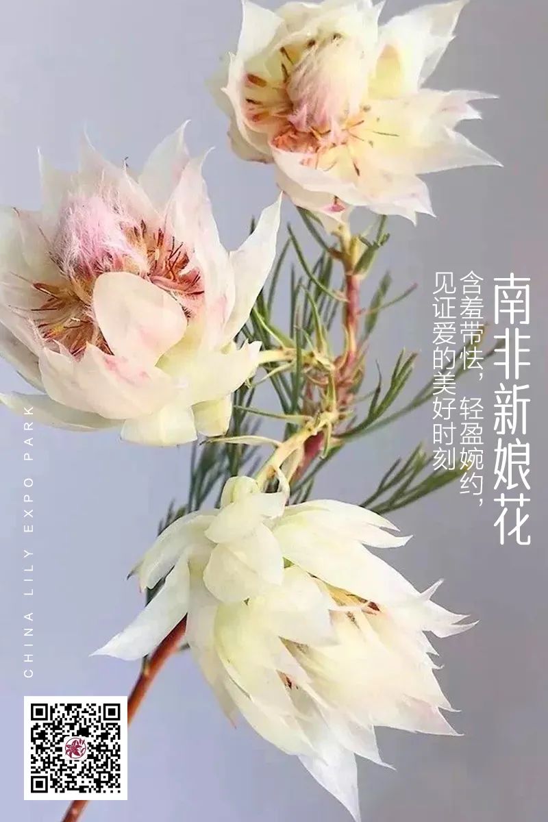 南非新娘花季节,南非的新娘花