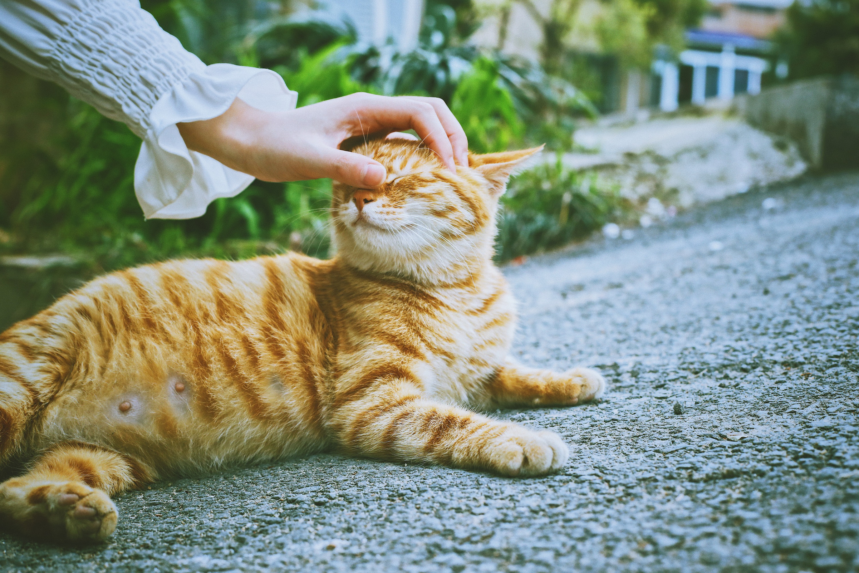 猫咪高冷不粘人见人就跑,猫咪高冷表现很淡定自如