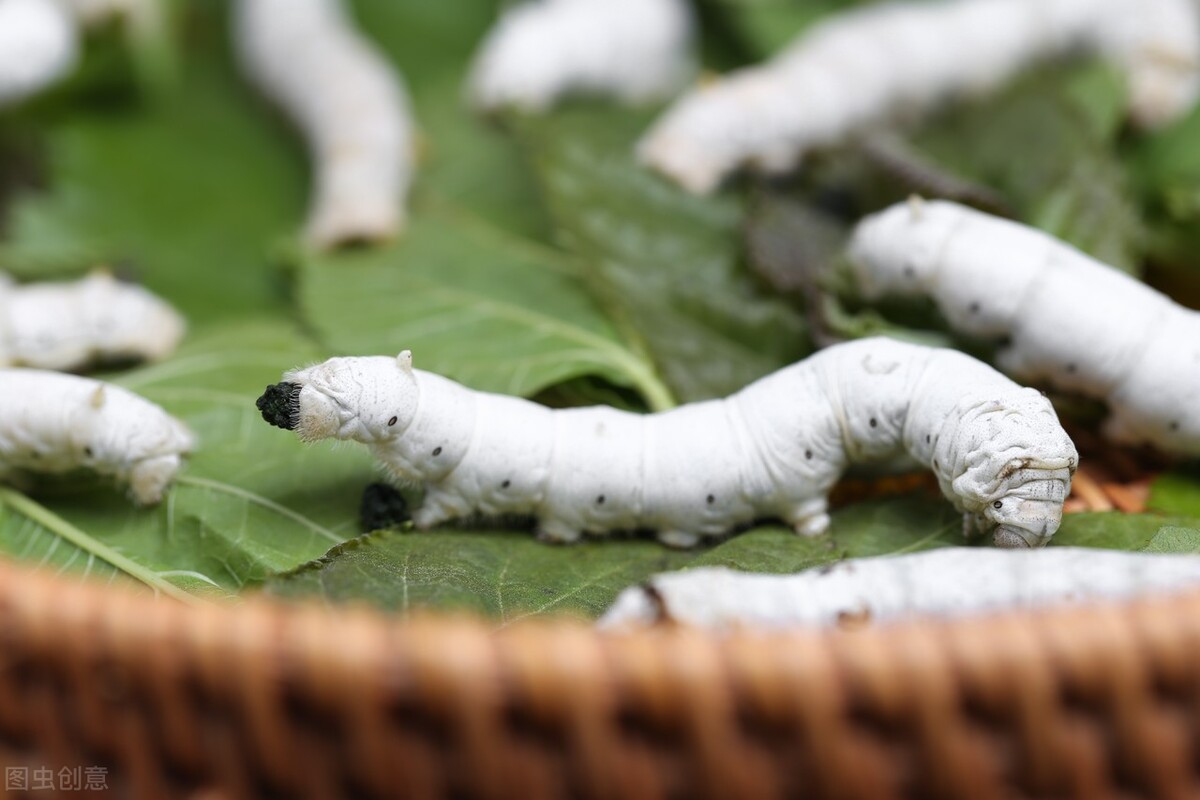 类似人粪便的特殊中药,与粪便有关的中药