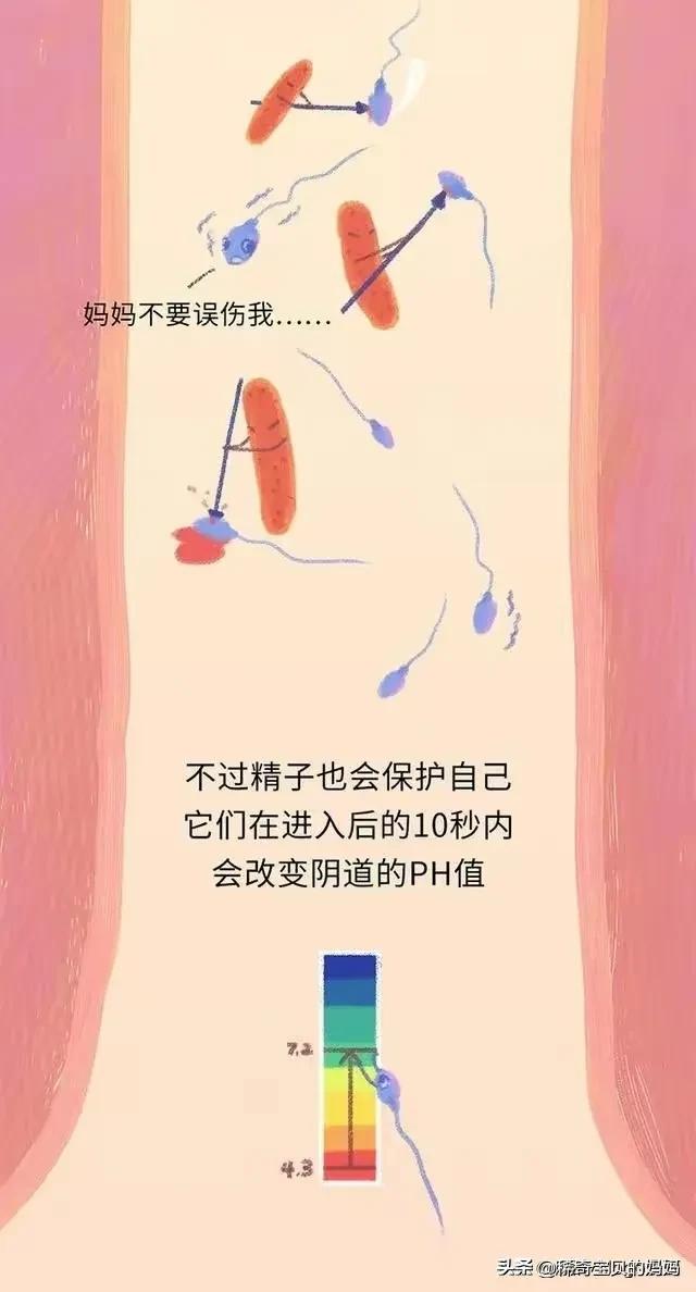 精子进入女性体内的24小时，都经历了什么？漫画