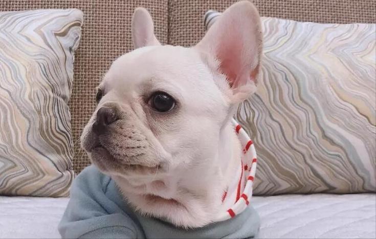 英斗和法斗哪个凶,法斗和英斗哪个比较好