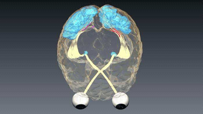 人类的大脑到底有多强大,人类的大脑是多少g的内存