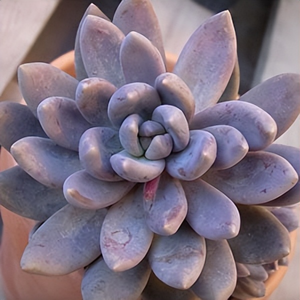 102个大类近500个多肉植物图片，都极其美丽，建议在家中也养一盆