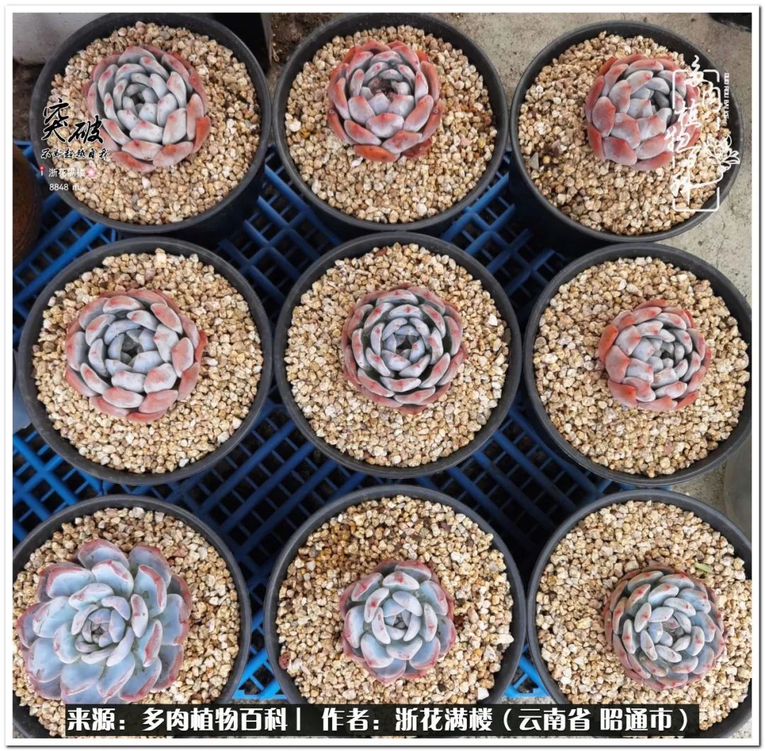 奔跑吧跑步,奔跑吧多肉盆栽