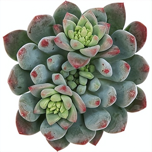 102个大类近500个多肉植物图片，都极其美丽，建议在家中也养一盆