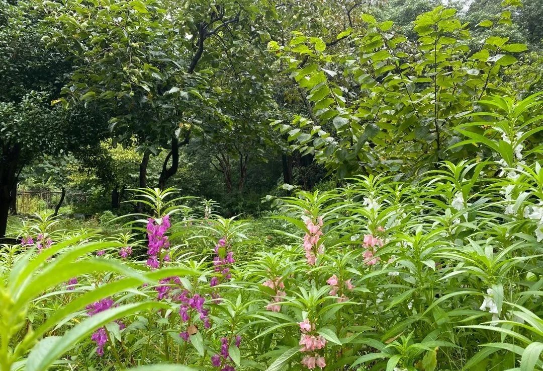 指甲花的图片和特征,干净耐看短指甲花