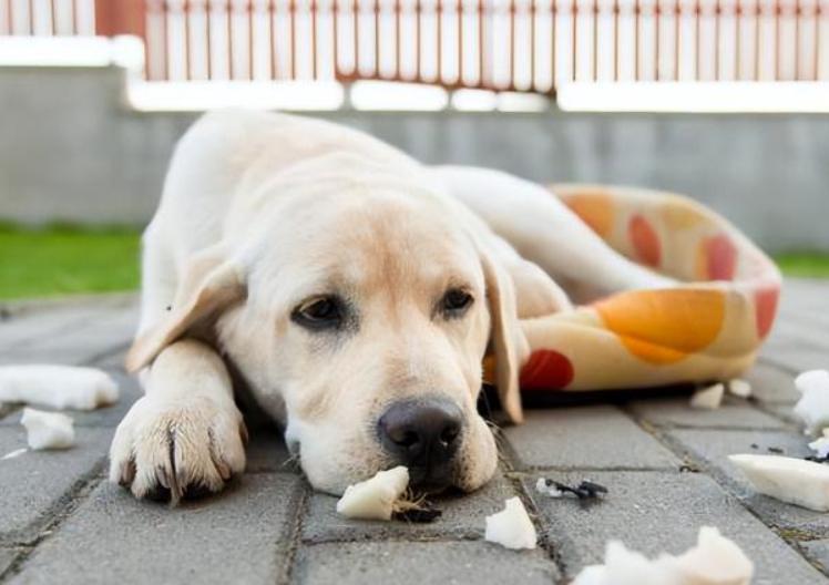 狗狗呕吐怎么治疗最佳方法,狗狗呕吐怎么办别慌教你轻松解决