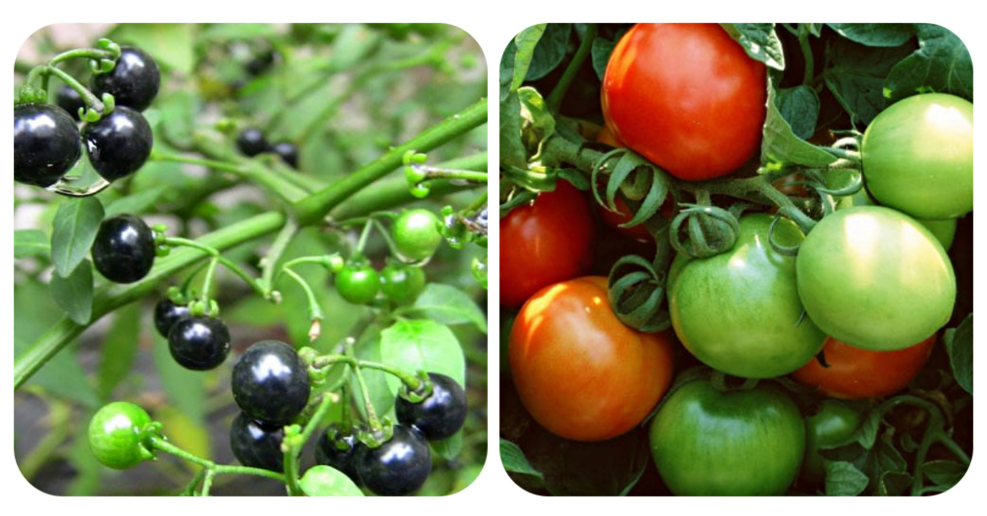 常见有毒花千万别碰,世上有毒的花和植物