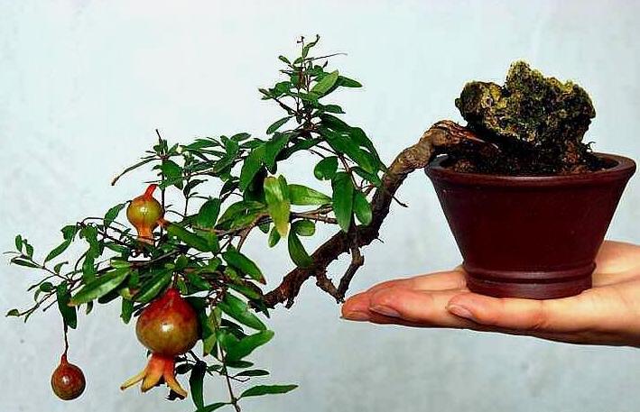 院落石榴树养护,石榴树风水与养护