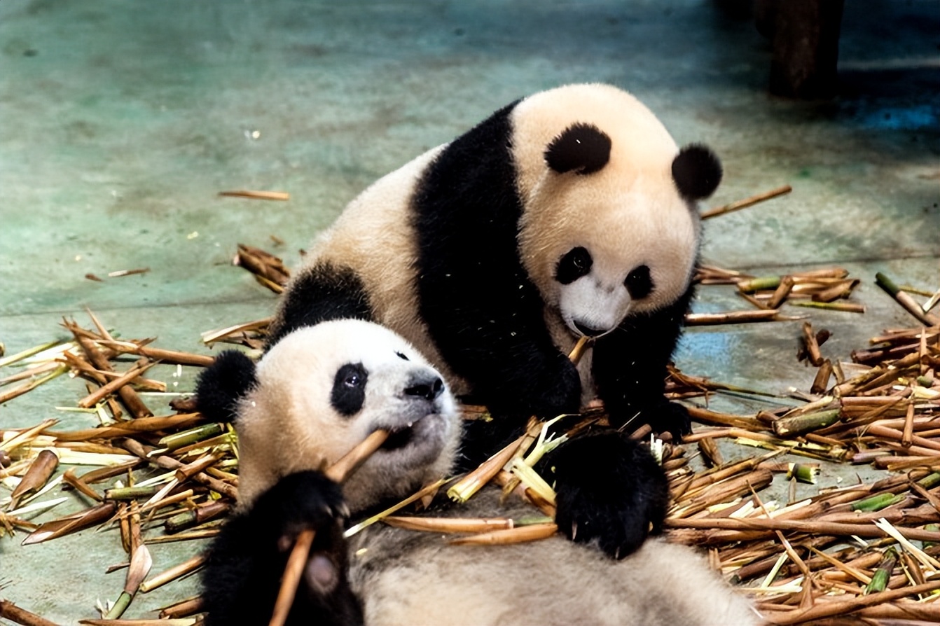 成都三天两夜自由行攻略,暑期成都五日游推荐