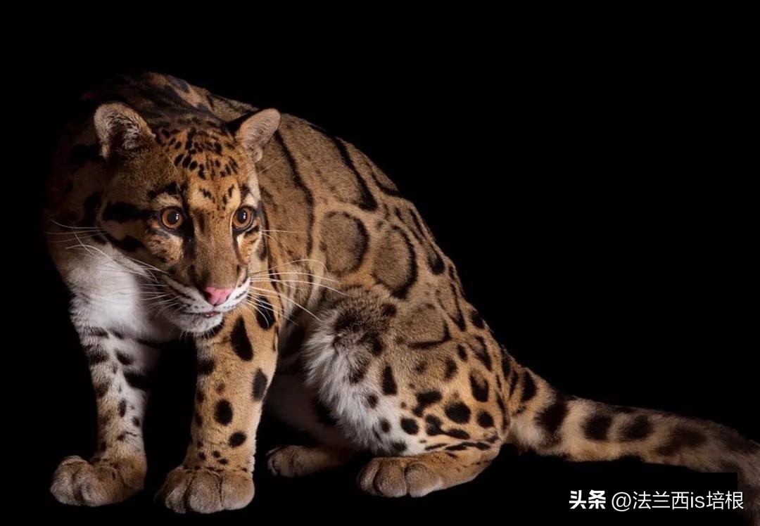 中国最难人工繁育的动物,我国濒危的豹