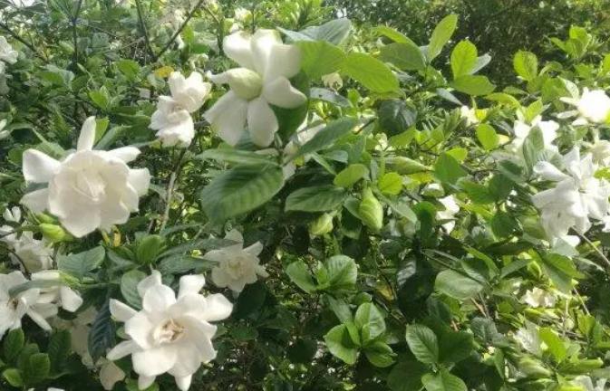 18种花卉的种子,100种最好养又好看的花