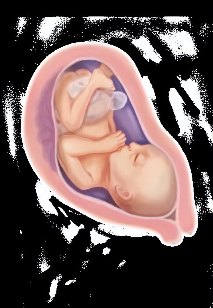 从受孕到分娩约四十周,从受孕到婴儿每天的变化