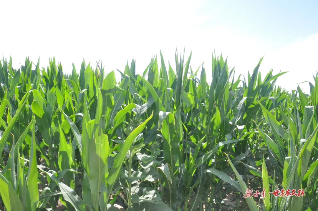 撂荒地治理措施及成效,撂荒地整治有哪些难题