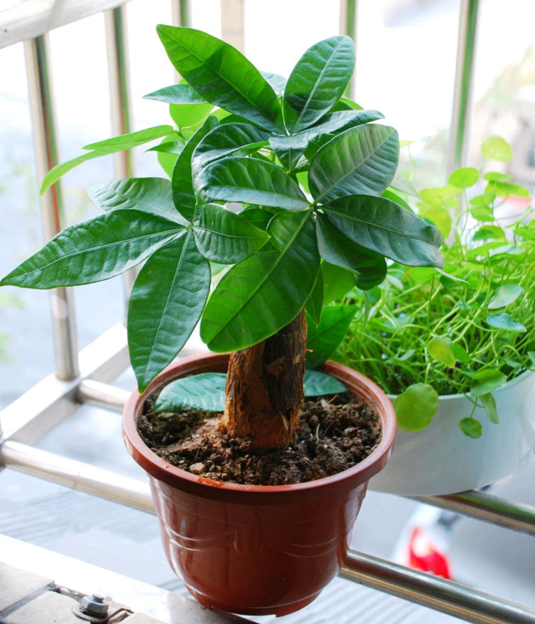 家庭客厅养什么花好看又旺财,客厅最吉祥的三种花