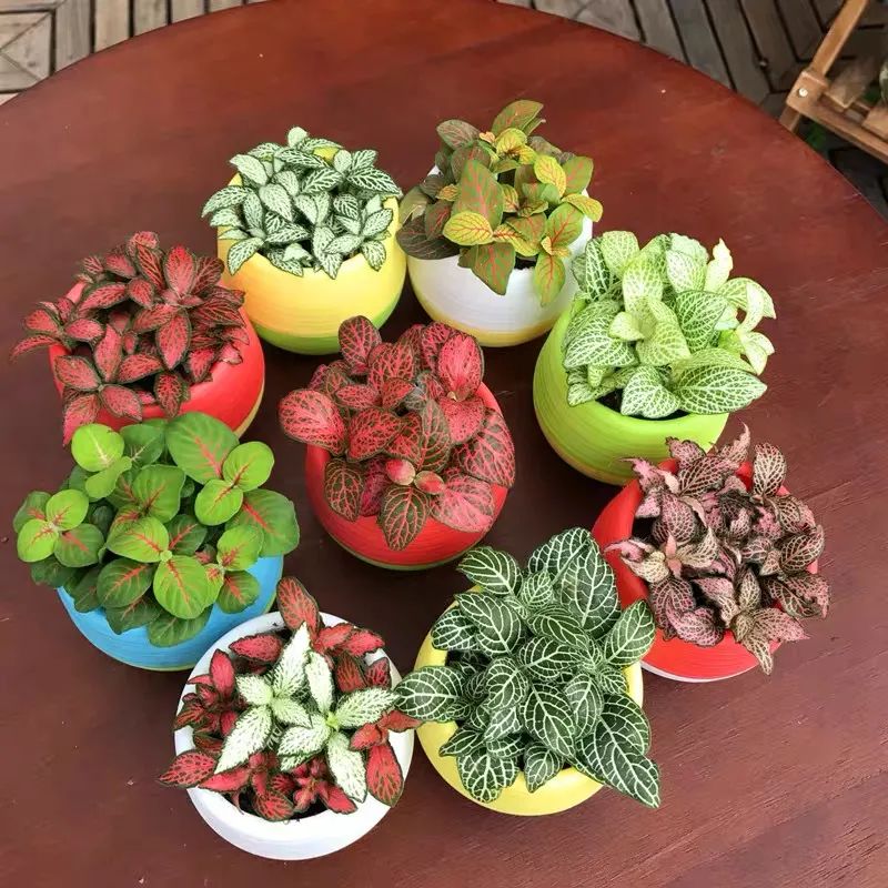 客厅好看的观赏花,小清新唯美油画花