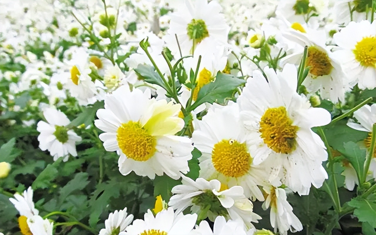 10种最会“吸收毒气”的家居植物,你养了几种?