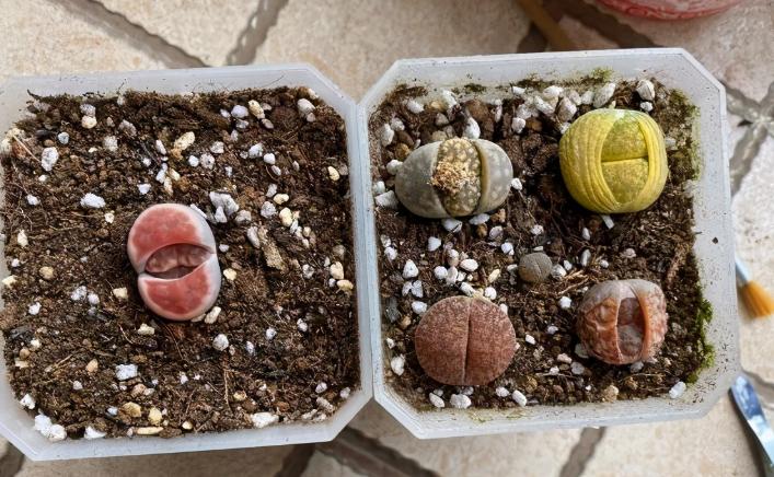 被奉为“顶配”的多肉石生花，光照片好看，入手就后悔，太丑