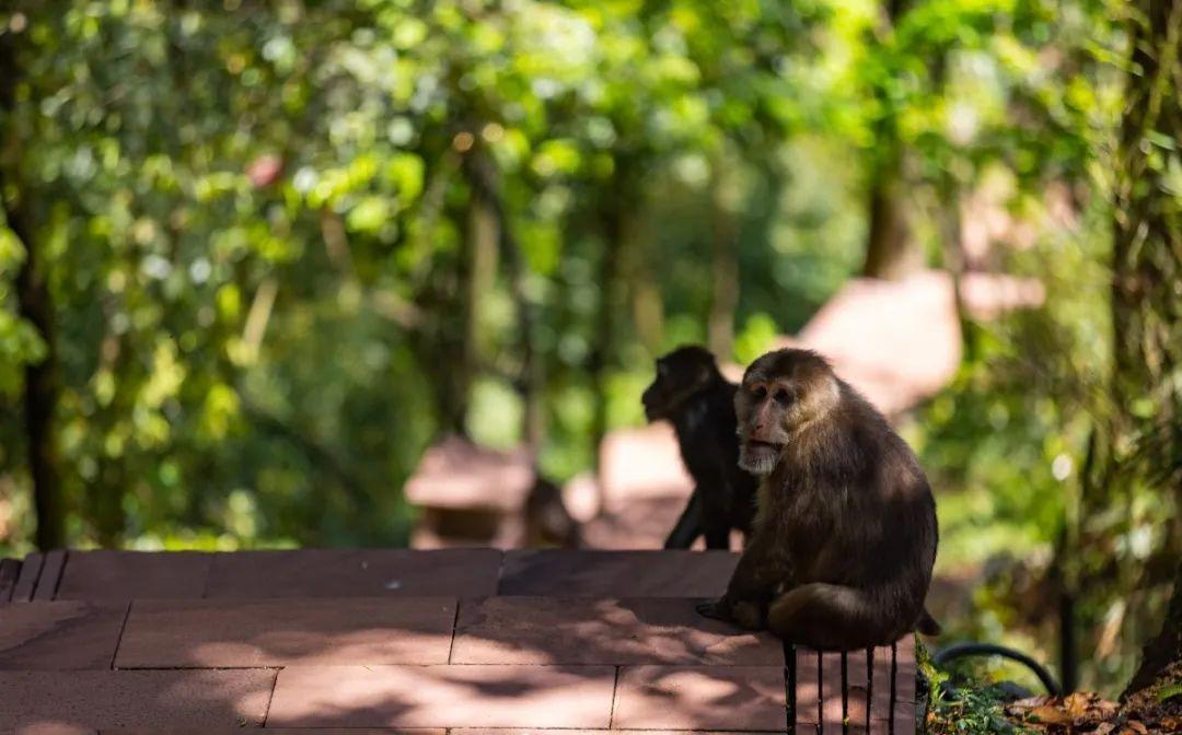 洪雅避暑哪里最好玩,洪雅避暑景点推荐