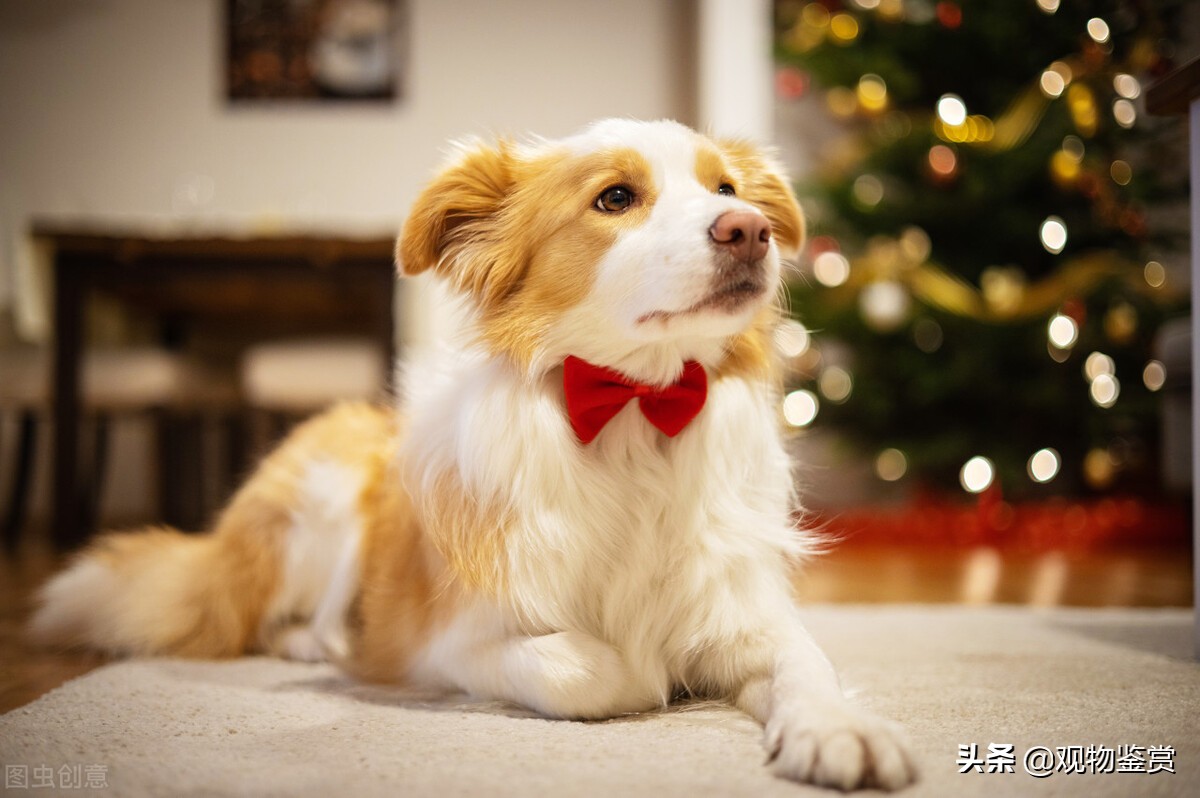 狗的种类和外形特点是什么,狗的身体特征介绍狗的八个特点