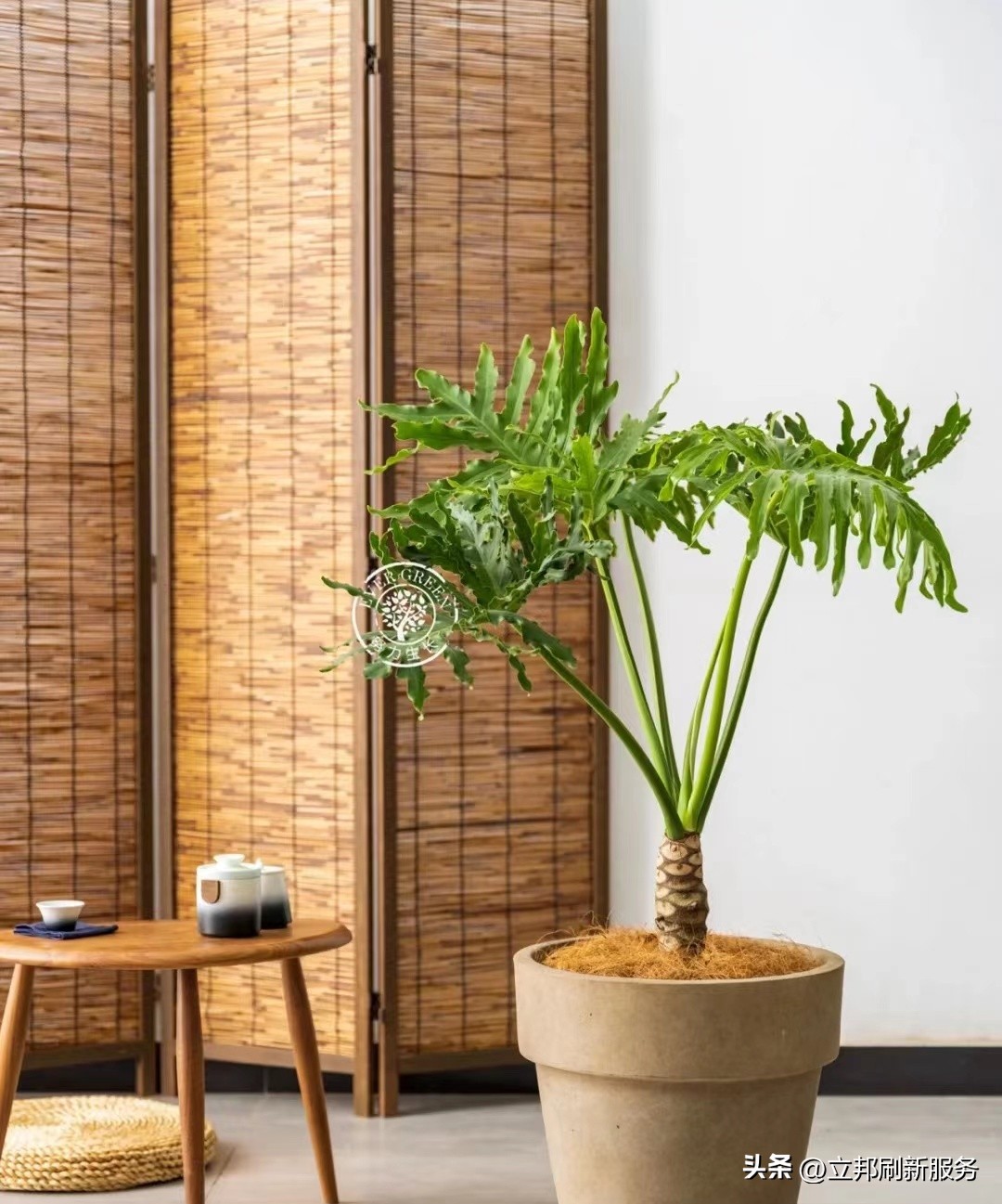 这些都是带有香味适合家养的绿植,适合放在家里的好养的绿植