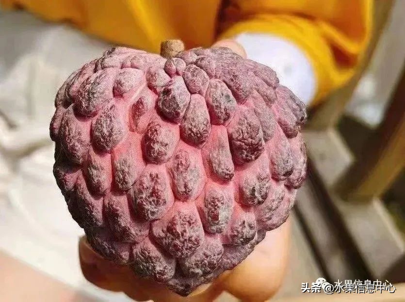 榴莲释迦又叫什么,释迦图片高清大图