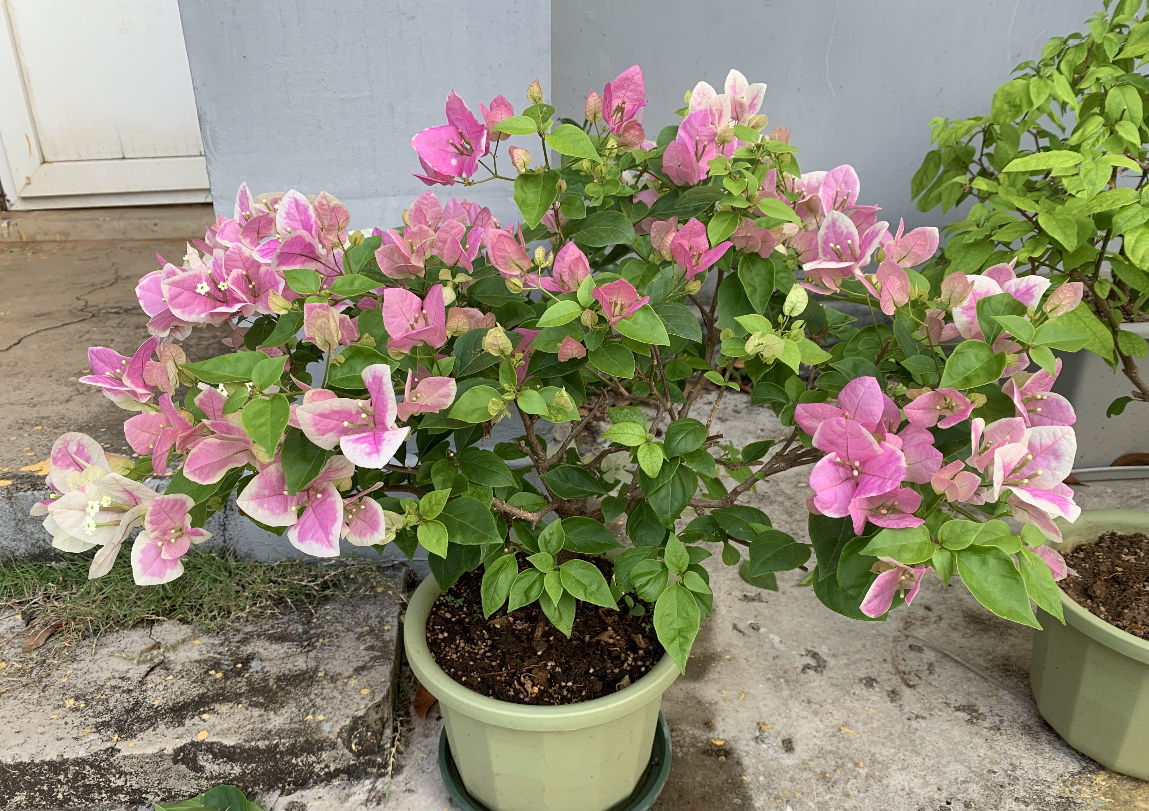 红心樱花三角梅特点,三角梅银边浅紫四季开花好养易活