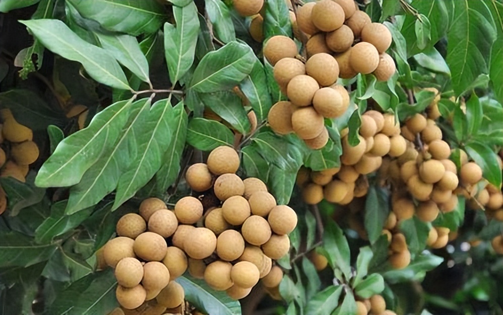 龙眼性味及禁忌人群,龙眼有什么不好的