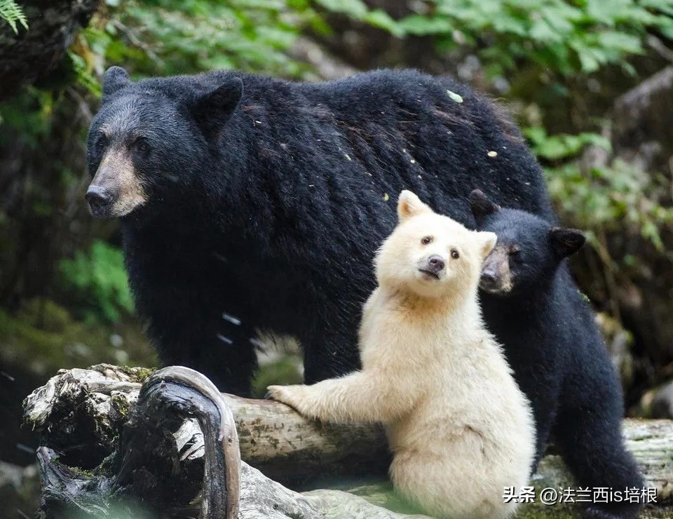 白熊和黑熊能配出黑波利吗,白熊与黑熊谁厉害