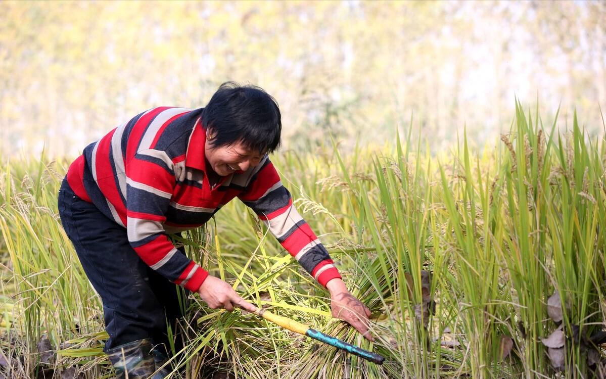 90鍚庡コ瀛╄繑涔″垱涓氱灏忕ɑ,90鍚庤繑涔″垱涓氬ぇ瀛︾敓绉嶆姘寸ɑ