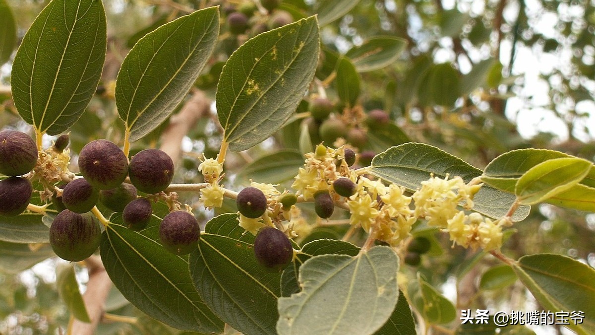 人口与北京相当，面积与*藏西**接近的尼日尔，有什么饥荒水果