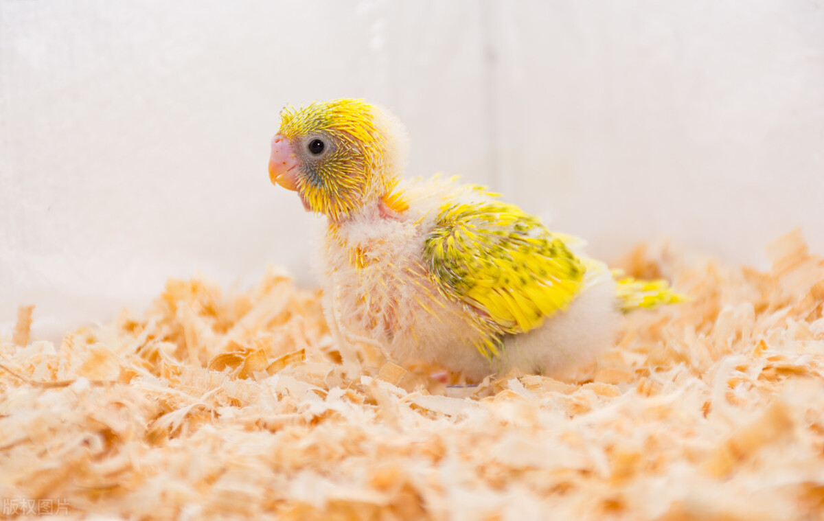 鸟推荐便宜好养,从哪里买鸟