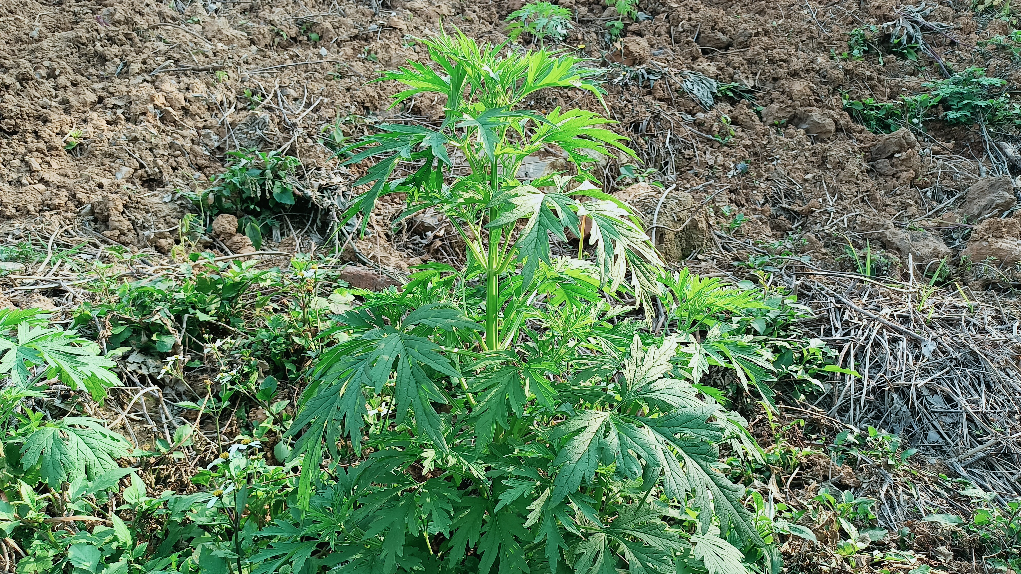 农村常见植物益母草,常被称为“女人草”,煮水作用厉害了