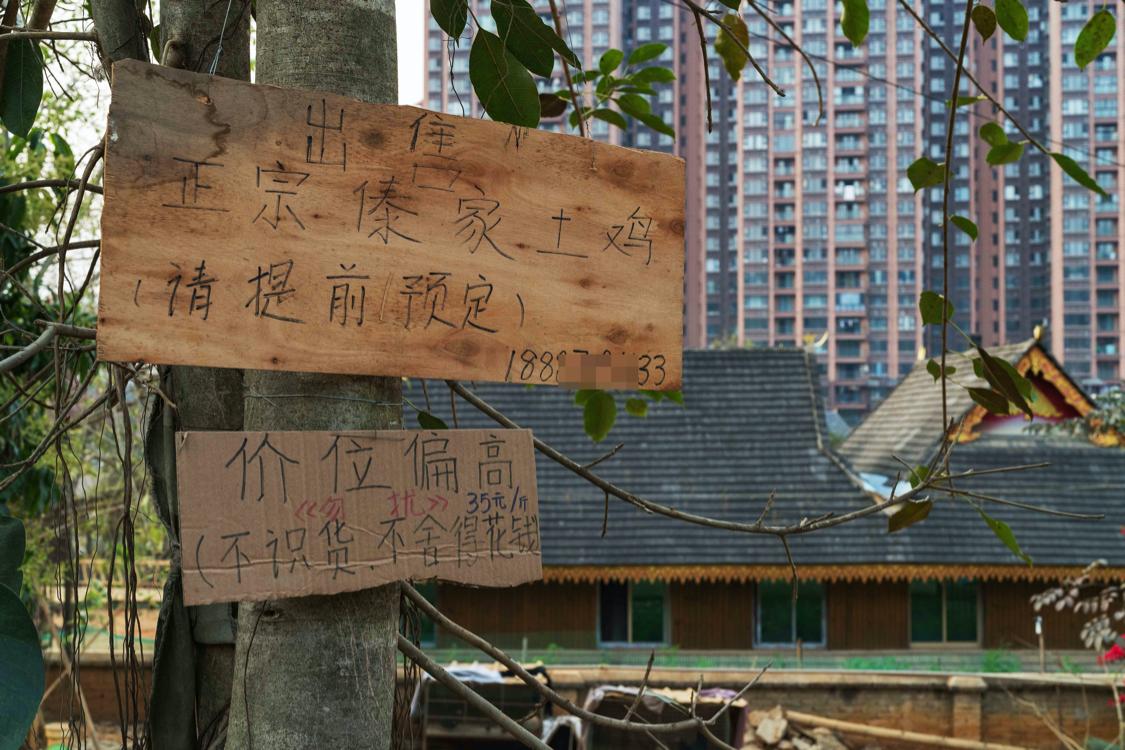 骂版纳是因为你没走出告庄玩版纳跟着小姐姐们走你才晓得味道