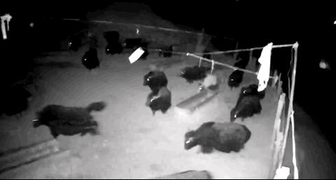 青海地震前1秒强光闪爆,青海频繁发生小地震是前兆吗