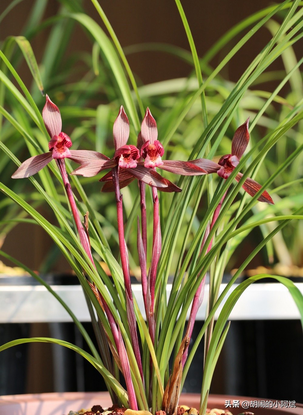 兰展名贵兰花,云南兰展最好的兰花